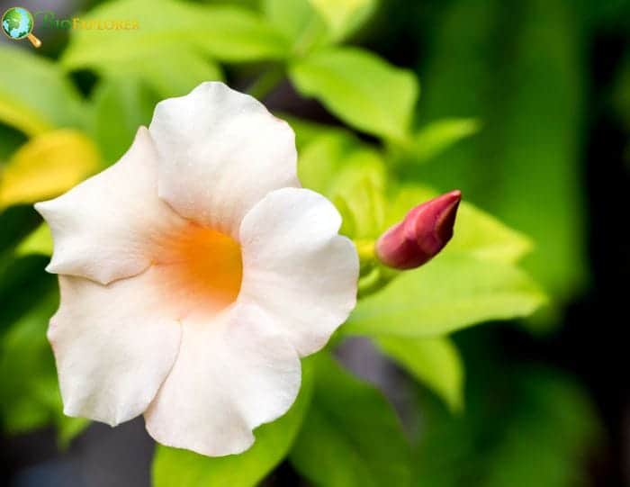 Common Types and Varieties Of Morning Glory