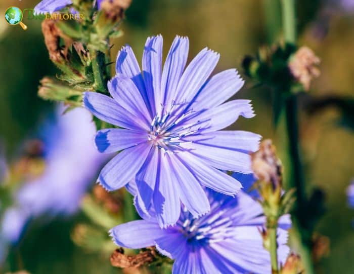 Common Chicory