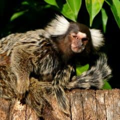 Common Marmoset