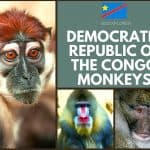 Congo Monkeys