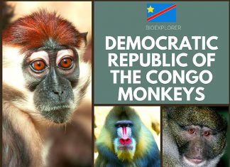 Congo Monkeys