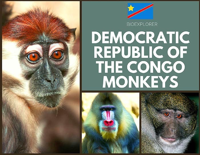 Democratic Republic of the Congo Monkeys