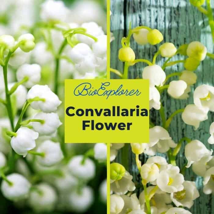 Convallaria