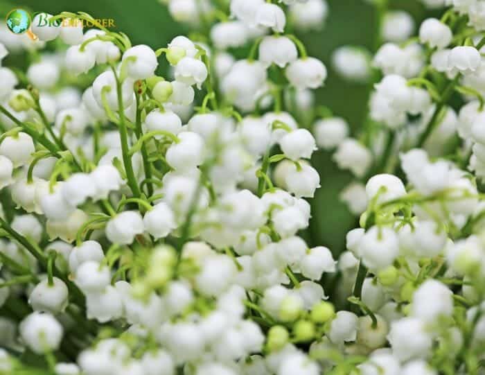 Convallaria Flowers