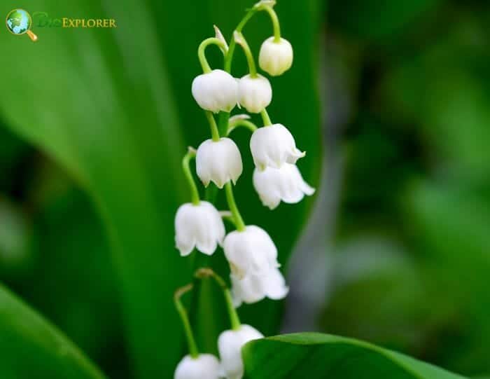 Convallaria Flowers