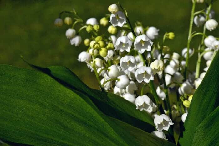 Convallaria Majalis