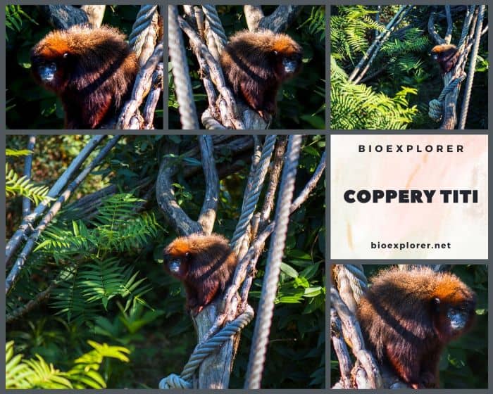 Coppery Titi