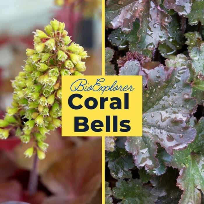 Coral Bells