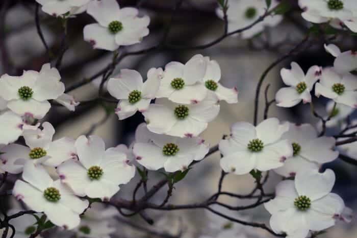 Cornus Florida