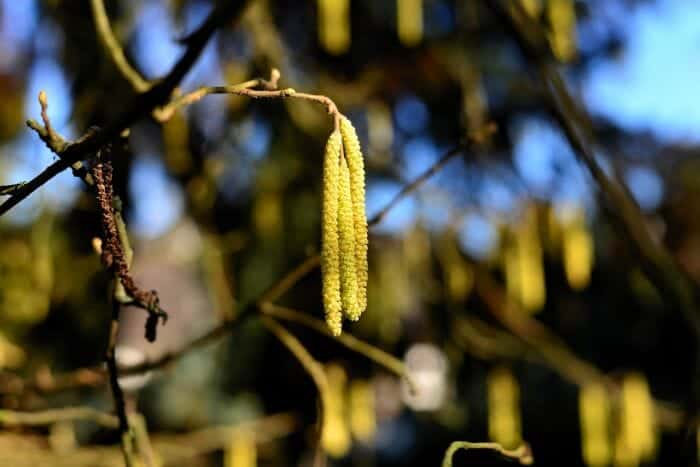 Corylus Avellana