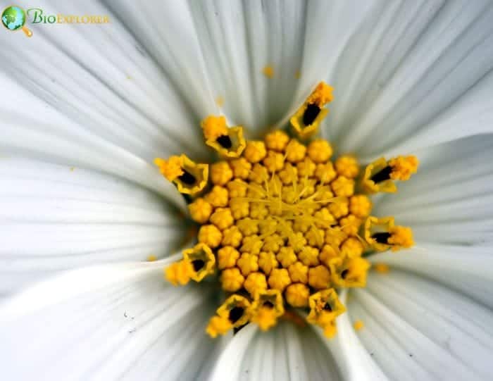 Cosmos Common Types and Varieties