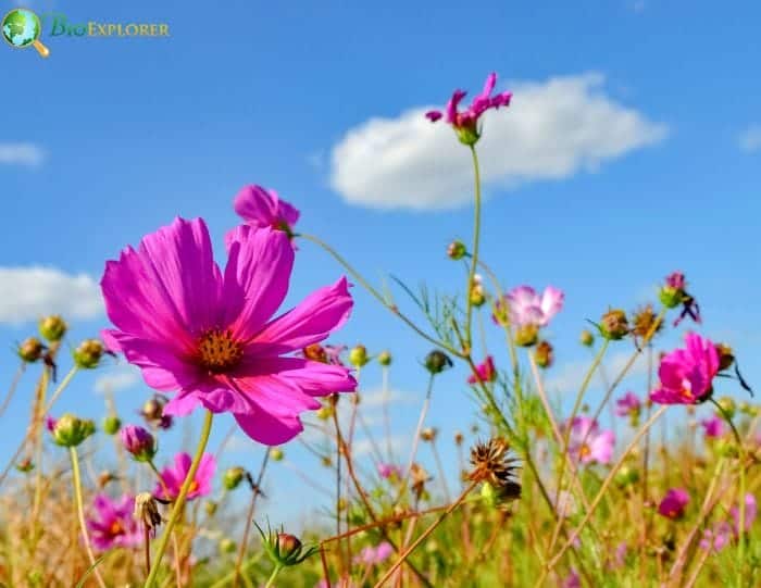 Cosmos Growing Season Planting and Care