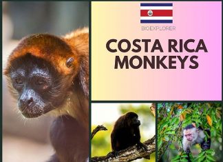 Costa Rica Monkeys