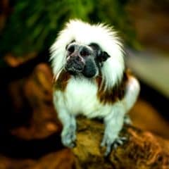 Cotton-top Tamarin