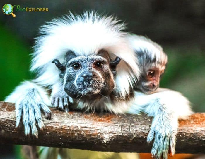 Cotton Top Tamarin