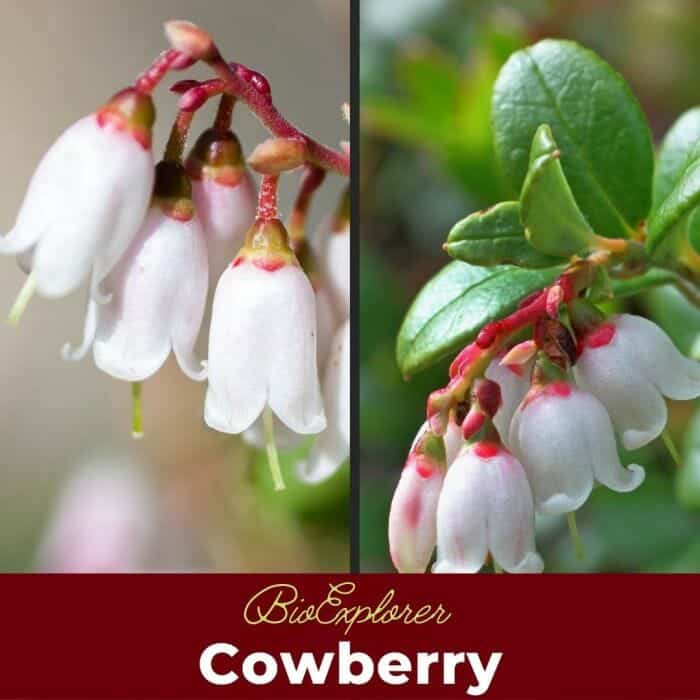 Cowberry