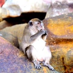 Crab-eating Macaque