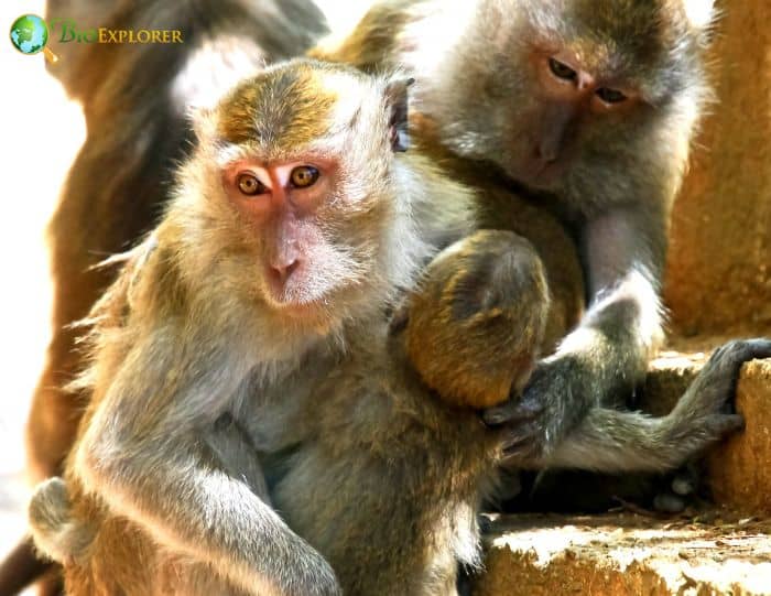 Crab Eating Macaque