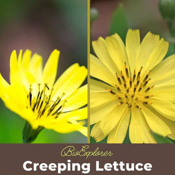 Creeping Lettuce