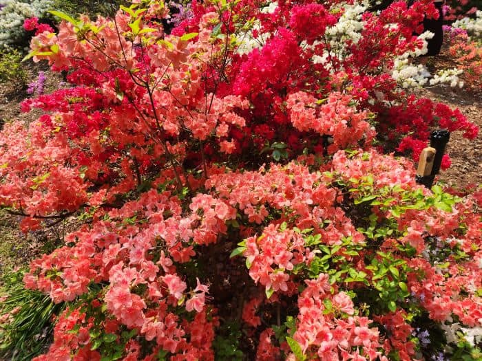 Crimson Red Azaleas