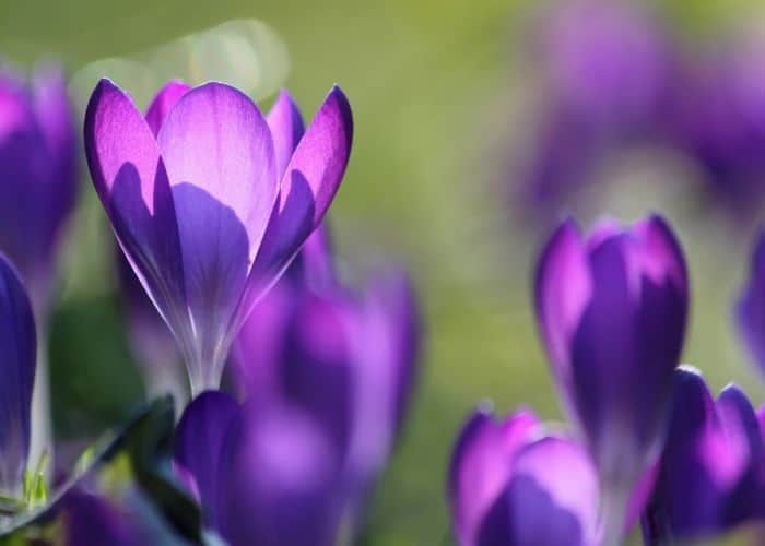 Croci