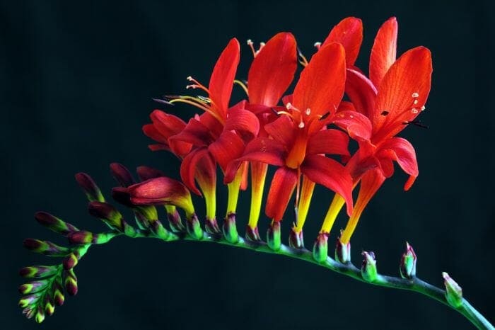 Crocosmia Crocosmiflora