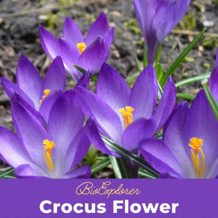 Crocus Flower