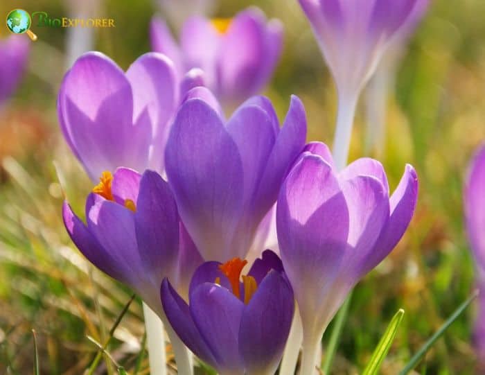 Crocus Flowers