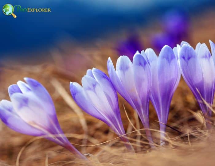 Crocus