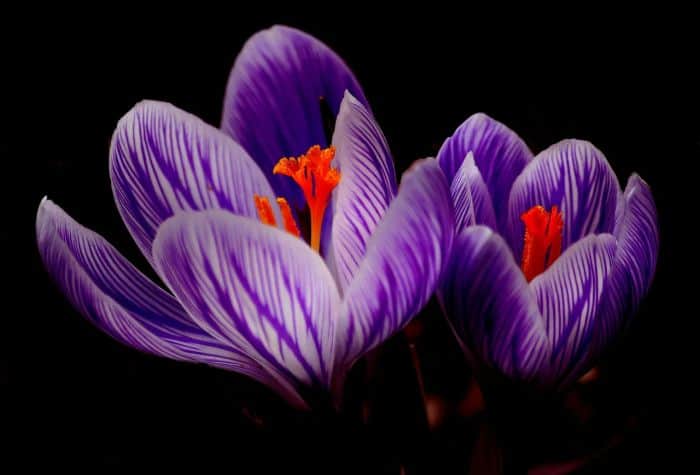 Crocuses Flowers