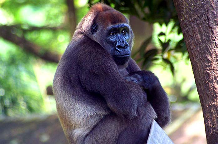 Cross River Gorilla