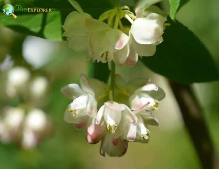 Crossosomatales Flowers and Reproduction