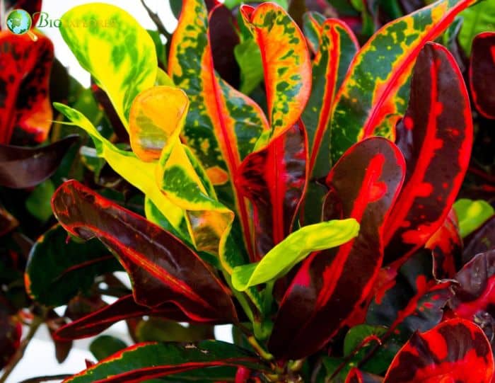 Croton Plants