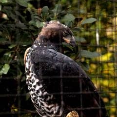 crowned eagle, African crowned eagle, crowned hawk-eagle