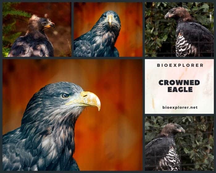 Crowned Eagle