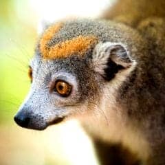 Crowned Lemur