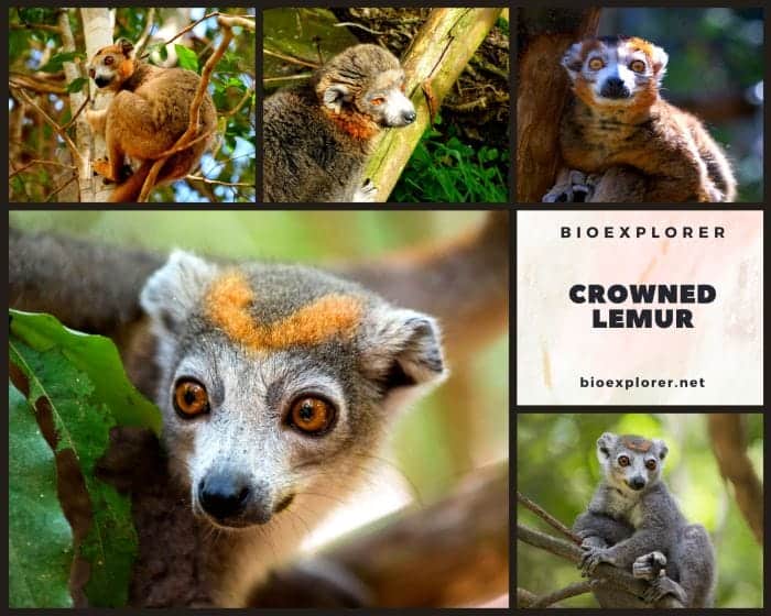 Crowned Lemur