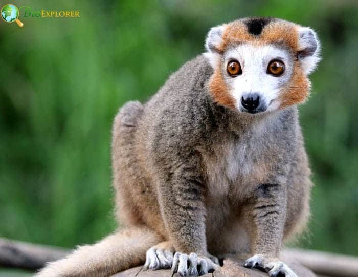 Crowned Lemur