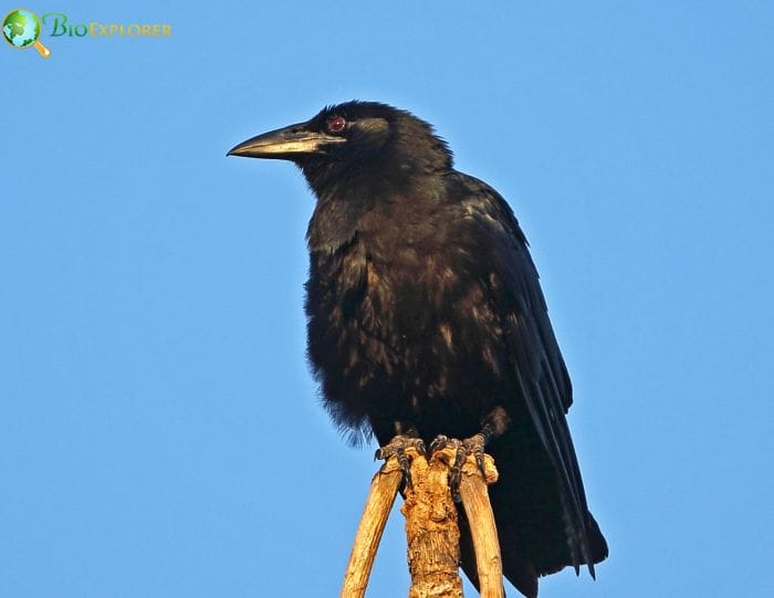 Cuban Crow