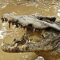 Cuban Crocodile