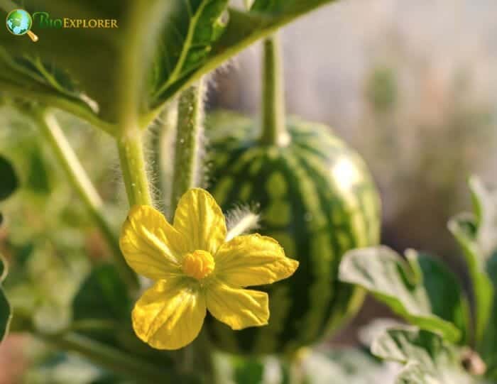 Cucurbitales Distribution