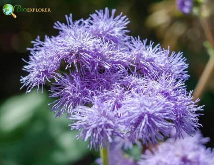 Cupid's Shaving Brush