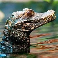 Cuvier's Dwarf Caiman