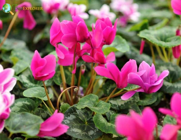 Cyclamen Flowering Plants