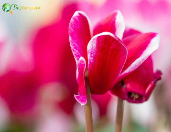 Cyclamen Flowers