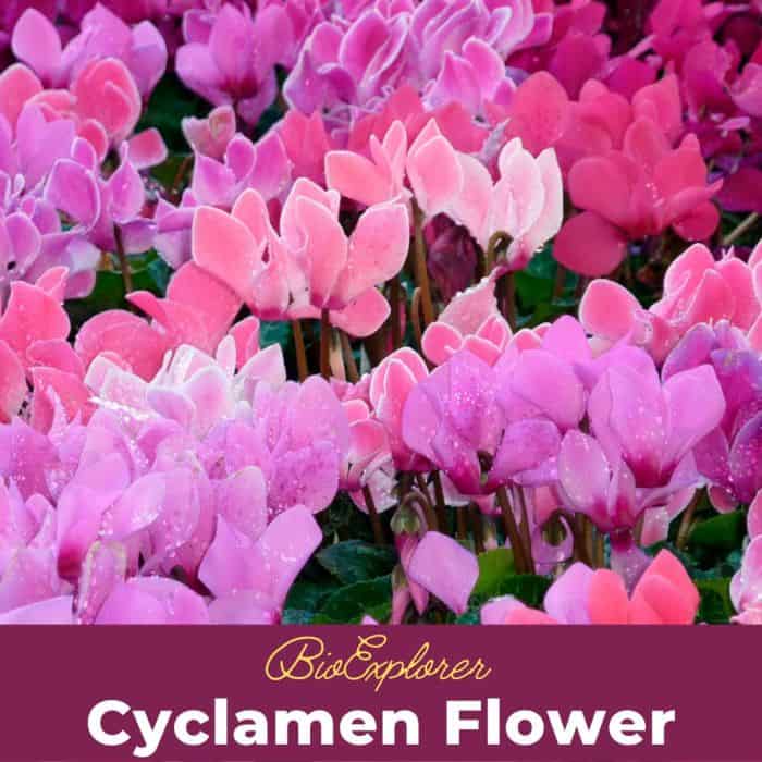 Cyclamen Flowers