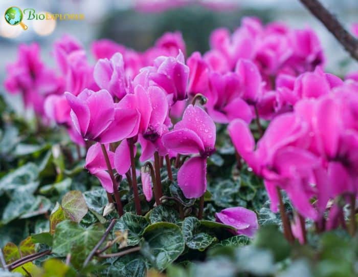 Cyclamen Flowers