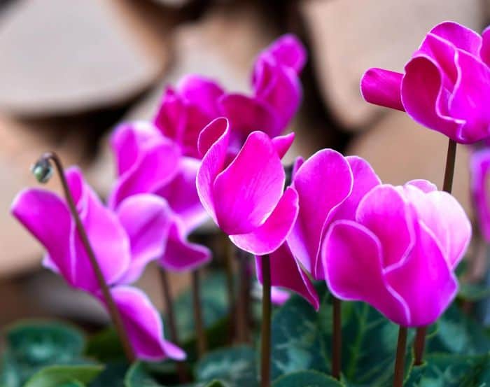 Cyclamen Genus