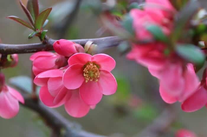 Cydonia Oblonga Flowers