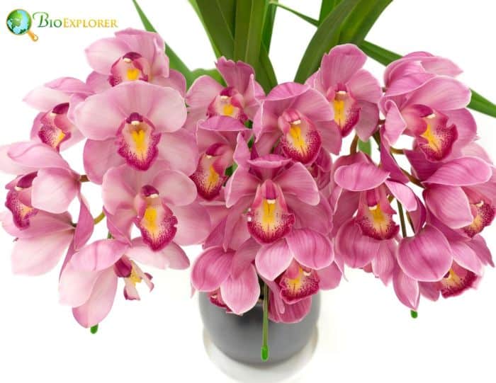 Cymbidium Flowers